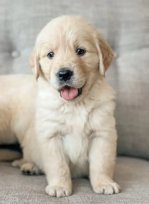 Golden-Retriever-Welpen