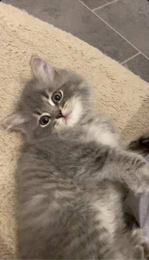 Kitten 2 monate alt 