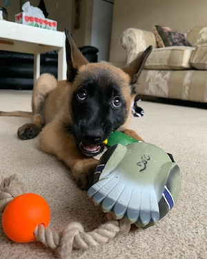 Treue Belgische Schäferhund-Welpen suchen ihr Herzenszuhause