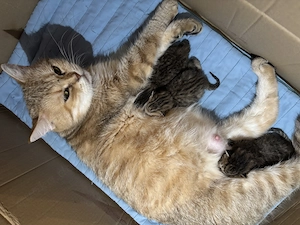 Volle süße Baby Katzen zu verkaufen 