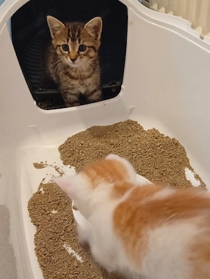 baby katze Mädchen 