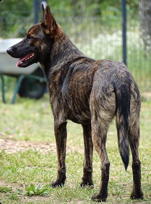 Mini Belgischer Schäferhund Mix Rüde 1j 17kg BUNDESWEIT ausreisebereit