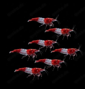 Red Rili Zwerggarnelen Garnelen Neocaridina davidii 