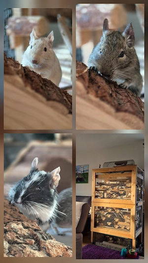 Degu- Kastrat nach Duisburg gesucht 
