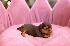 chihuahua welpe