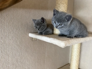 5 BKH Kitten in Blue 