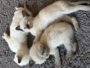 Katzen Kitten Baby 