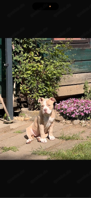 American Pocket bully 