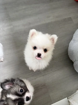 Zwergspitz Pomeranian suchen zuhause
