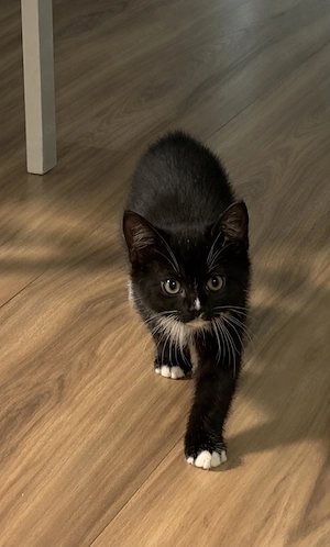 BKH-Mix Tuxedo Kitten Weibchen Männchen mit Lieferung