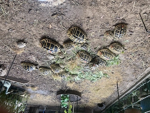 Griechische Landschildkröten aus eigener Aufzucht mit EU Cites Bescheinigungen 