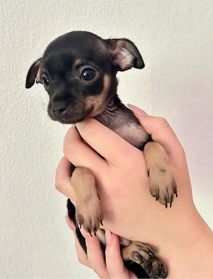    Mini Toy Terrier Welpen von reinrassigen Eltern