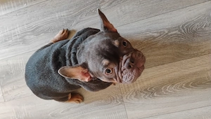 Französische Bulldogge 