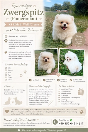 Pomeranian Welpe sucht ein zuhause