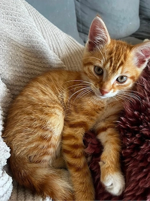 Hauskatze, Hofkatze 