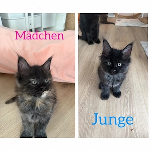 ESSLINGEN  Wunderschöne Maine coon Kitten  suchen Liebevolles Zuhause!!