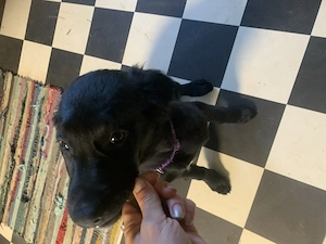Labrador mix Welpe Lili
