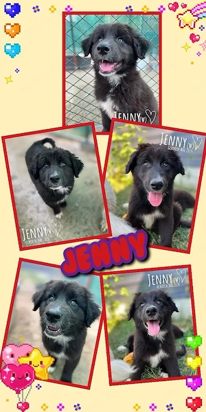 wunderschönes, katzenverträgliches, menschenbezogenes Welpenmädchen "Jenny" sucht ein Zuhause