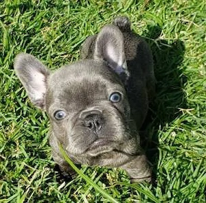 Französische Bulldoggenwelpen 