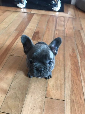 Französische Bulldoggenwelpen (männlich und weiblich) 