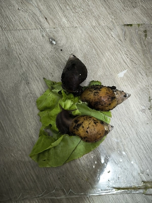  3 Achat Schnecken 