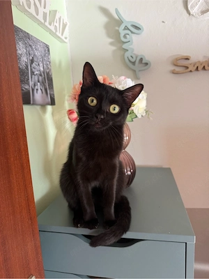 katze sucht zuhause für immer 
