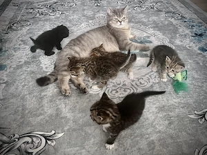 BKH Kitten Mix suchen zuhause 