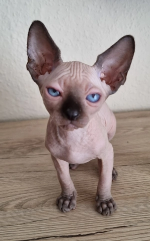 Canadian Sphynx Kitte Seal Point 