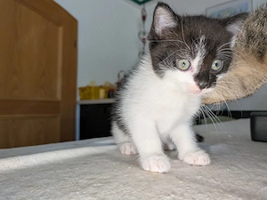 Katerchen in liebevolle Hände anzugeben 