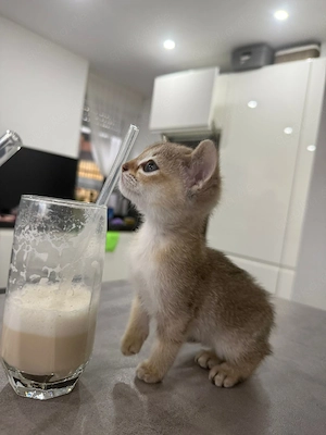 Singapura kitten 