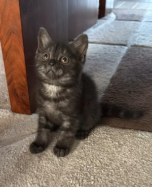 Reinrassige BKH Kitten suchen liebevolles Zuhause