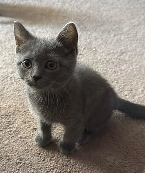 Reinrassige BKH Kitten suchen liebevolles Zuhause