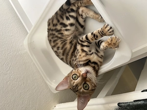 Bengal Mädchen in liebevolle Hände abzugeben