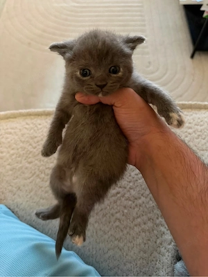 3 süße BKH- EKH- Mix Kitten suchen liebevolles Zuhause 
