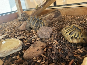 3 griechische Landschildkröten 