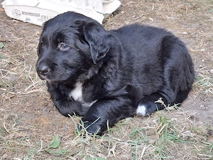 Golden Labradormix Australien Sheperdmixwelpen