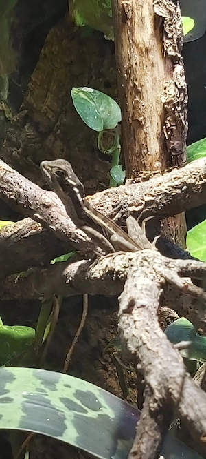 Basiliskus vitatus NZ 02.26