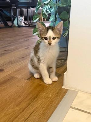 Katzenbaby (Kater) abzugeben 