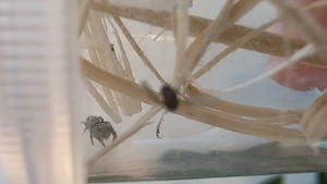 Phidippus Otiosus Orange 
