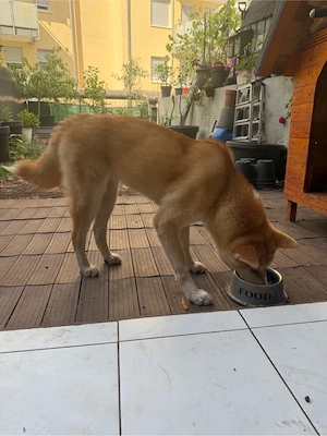 akita inu neue familie gesucht  