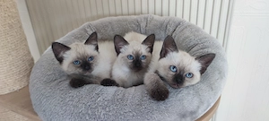 Siam-Perser Mix Kitten 