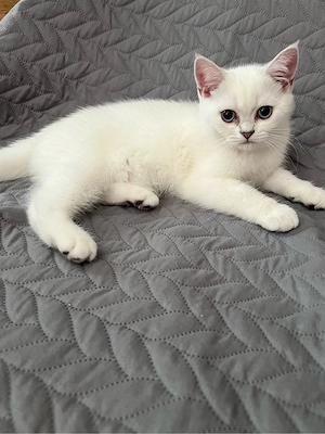 BKH Kitten Abgabebereit   JUNGE