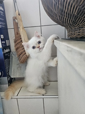 3 reinrassige Perserkitten 