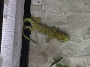 Madagaskar taggecko, phelsuma grandis 