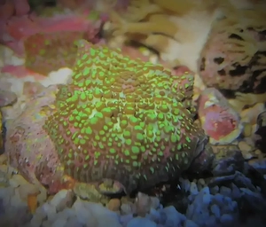 Korallenableger- Discosoma dawidoffi Scheibenanemonen