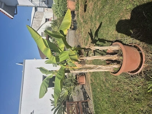 Ältere Banananstaude Musa  Basjoo