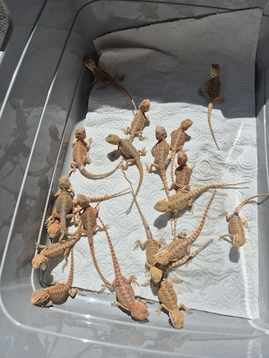 bartagame NZ ab sofort hypos het witblitz het zero 