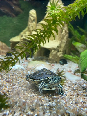 Zwei Wasserschildkröten