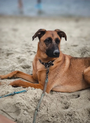*TOBI* befindet sich bereits in Deutschland. Er kennt das Familienleben 