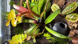 Dendrobates tinctorius Graubeiner